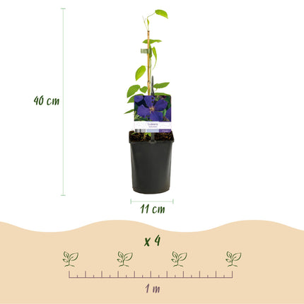 Klimplant - 4 planten - Clematis Rainbow - Bloem Roze Wit Paars Rood - Weinig onderhoud - Pot 11cm Hoogte 40cm