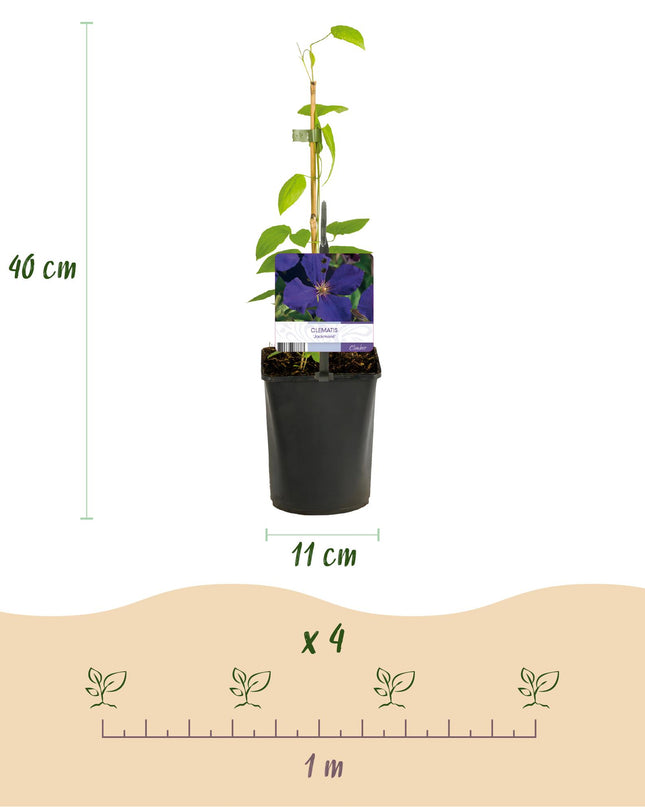 Klimplant - 4 planten - Clematis Rainbow - Bloem Roze Wit Paars Rood - Weinig onderhoud - Pot 11cm Hoogte 40cm