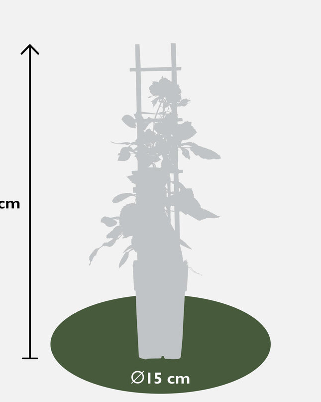 Rosa Crazy in love 'Red' - Rode Roos - Ø15cm - ↕65cm