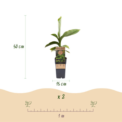 Árbol de plátano - Musa Basjoo - Resistente al invierno - Verde - 2 plantas - Maceta 15cm - Altura 50cm