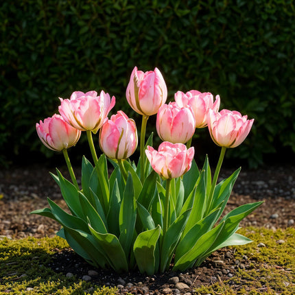 Bloembollen - Tulp Double Pink - Kleur Roze - 12 stuks - Bolmaat 11/12 - XXL Pack