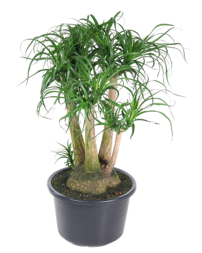 Beaucarnea vertakt - 110 cm - ø41