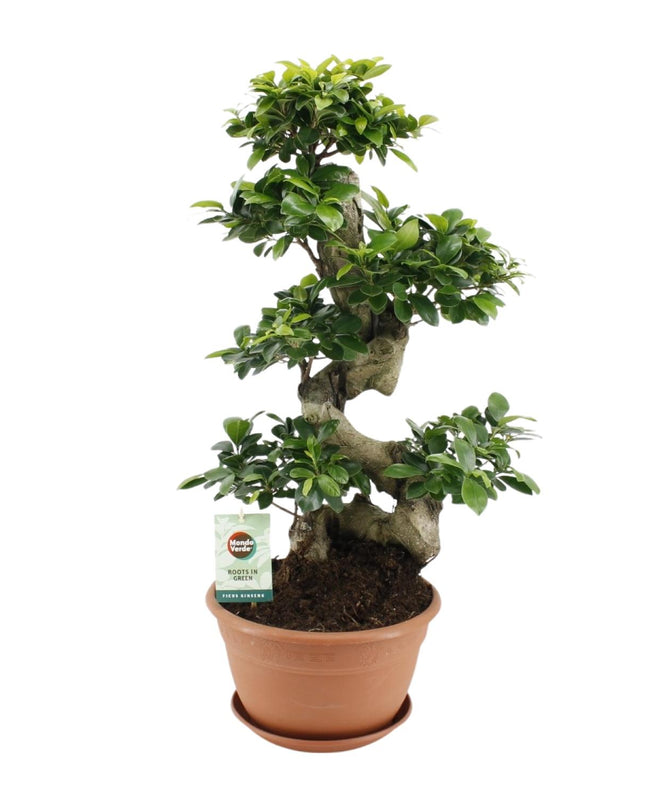 Ficus Ginseng - Ø27cm - ↕70cm