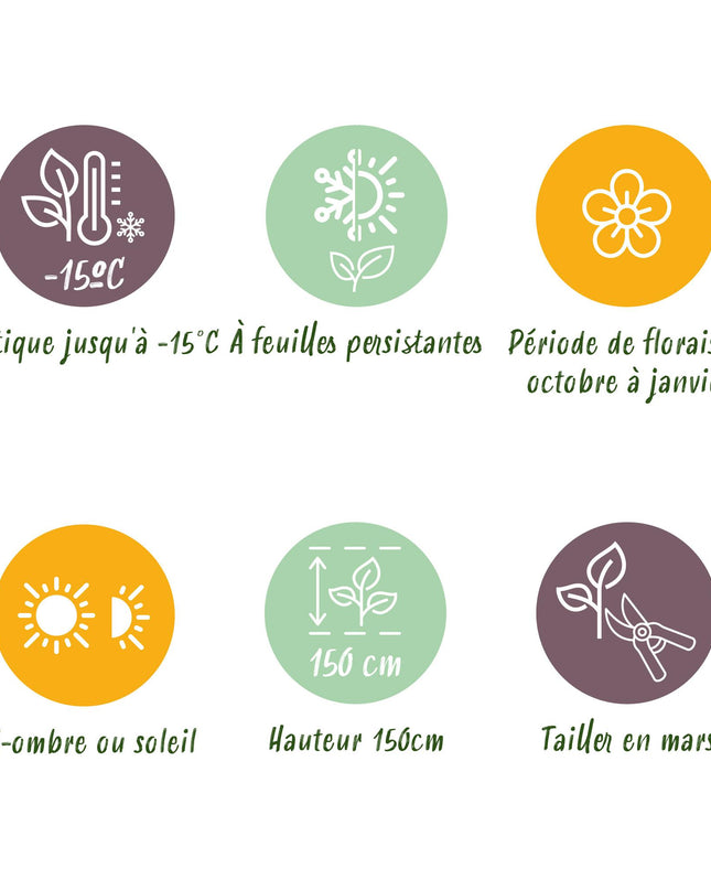 Lauro nobile - Sempreverde - Resistente all'inverno - Foglia verde - Vaso 19 cm Altezza 90 cm