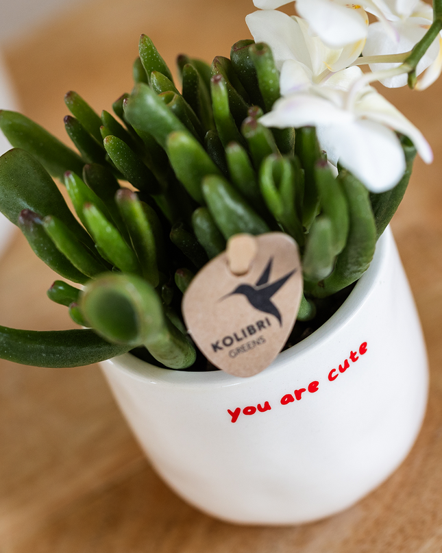 Orchid | Gift set 'love you' | Red Phalaenopsis orchid Congo with green plant in love decorative pots on Cloud plate