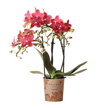 Orchidee | rote Phalaenopsis-Orchidee Topfgröße Ø9cm | Kongo | blühende Zimmerpflanze - frisch vom Züchter