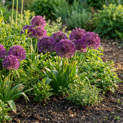 120x Allium Miami - Zierlauch - Violett - Sommerblüher - Zwiebelgröße 10/+