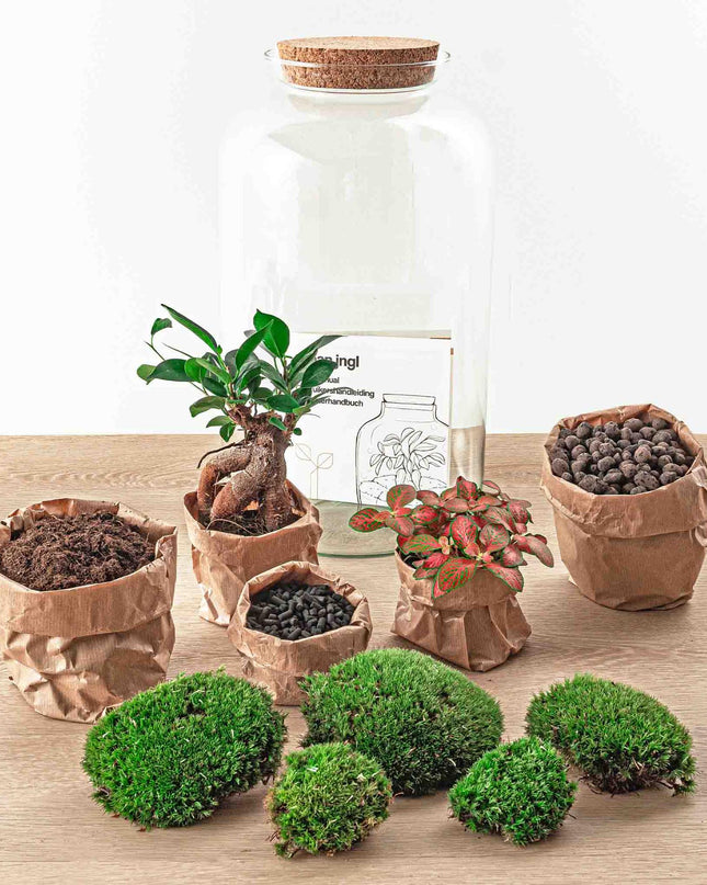 DIY terrarium - Sven Bonsai - ↕ 43 cm - Rake + Shovel + Tweezer + Scissors