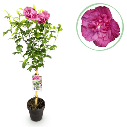 Hibiscus syriacus Magenta Chiffon® - Bladverliezend - Winterhard - Roze Bloem - Pot 19cm Hoogte 90cm