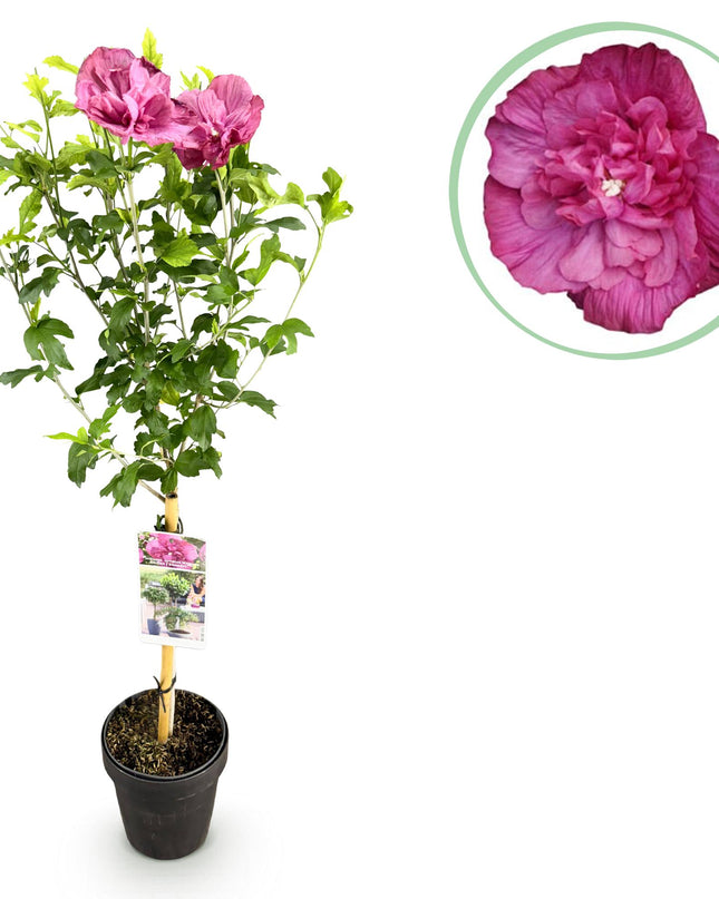 Ibisco siriano Magenta Chiffon® - Deciduo - Resistente all'inverno - Fiore rosa - Vaso 19 cm Altezza 90 cm