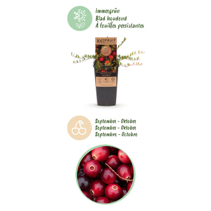 Cranberry - Vaccinium mac. Early Black - Winterhart - Blaubeere - 2 Pflanzen - Topf 15cm - Höhe 50cm