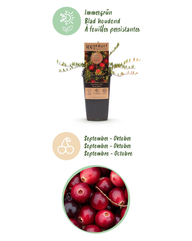 Cranberry - Vaccinium mac. Early Black - Winterhart - Blaubeere - 2 Pflanzen - Topf 15cm - Höhe 50cm