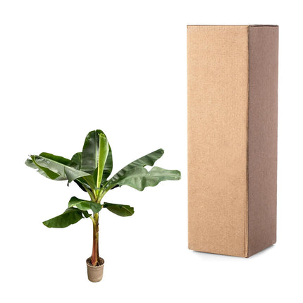 Bananenplant (Musa) - ↕ 200 cm - ø30