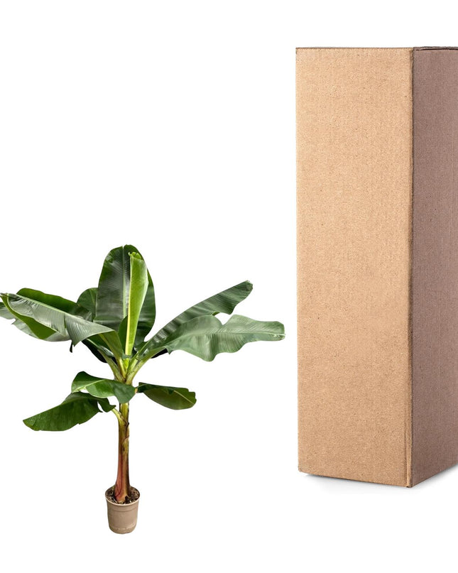 Bananenplant (Musa) - ↕ 200 cm - ø30