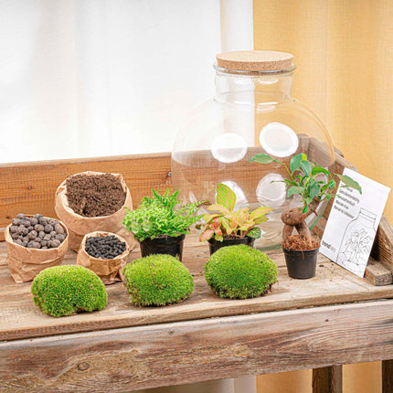 DIY Planten terrarium - Bolder Bob Bonsai - Ø 31 cm ↕ 30 cm - Zonder tools