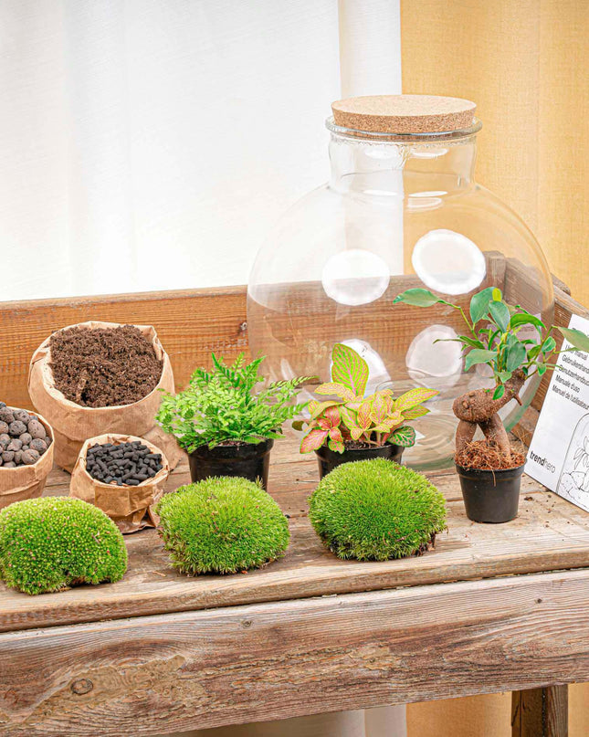 DIY Planten terrarium - Bolder Bob Bonsai - Ø 31 cm ↕ 30 cm - Zonder tools