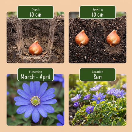 1000x Bulb Garden Blue - Blaue Zwiebelgartenmischung - Verschiedene - Sommerblüher - Zwiebelgröße 10/12