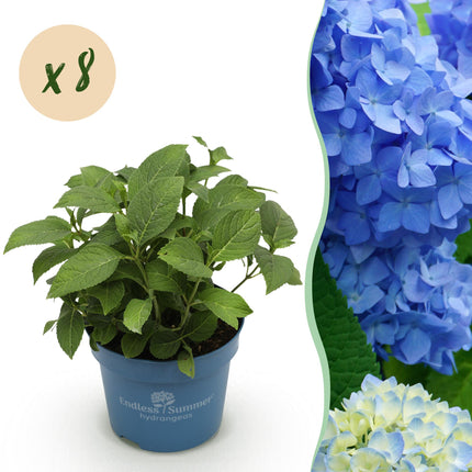 Hortensia Blauw - Hydrangea Endles Summer The Orginal Blue- 8 Planten - Pot 14cm - Hoogte 20-25cm
