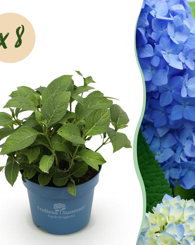 Hortensia Blauw - Hydrangea Endles Summer The Orginal Blue- 8 Planten - Pot 14cm - Hoogte 20-25cm