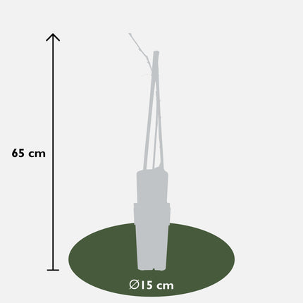 Paarse regen - Wisteria floribunda 'Naga Noda' - Ø15cm - ↕65cm