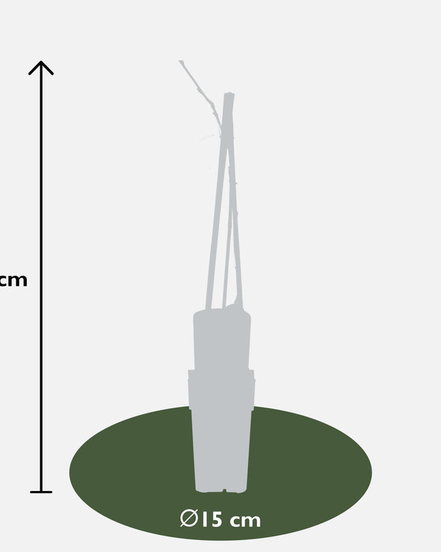 Paarse regen - Wisteria floribunda 'Naga Noda' - Ø15cm - ↕65cm