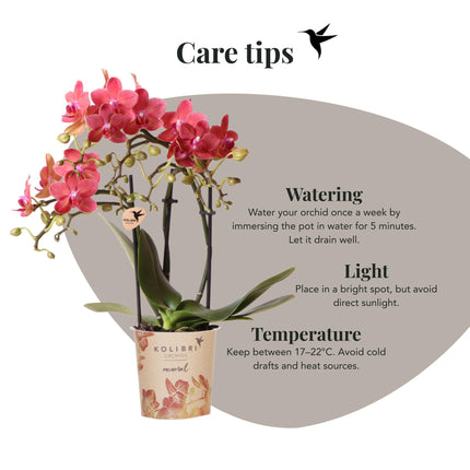 Orchidee | rote Phalaenopsis-Orchidee Topfgröße Ø9cm | Kongo | blühende Zimmerpflanze - frisch vom Züchter