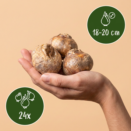 24x Fritillaria Imperialis Mix – Kaiserkronen-Mix – Verschiedene – Frühjahrsblüher – Zwiebelgröße 18/20
