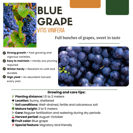 Mix di piante da frutto BIO 5 pezzi - Lampone/ Ribes/ Mirtillo/ Uva/ Mora