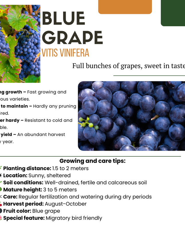 Mix di piante da frutto BIO 5 pezzi - Lampone/ Ribes/ Mirtillo/ Uva/ Mora