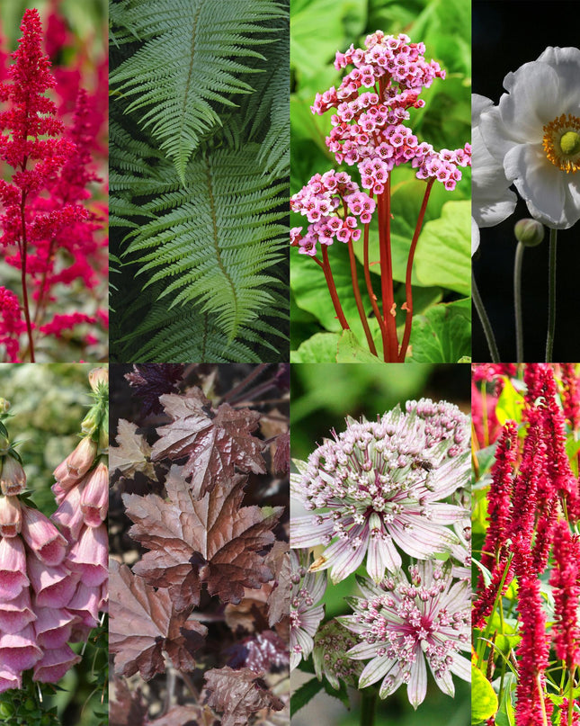 Borderpakket - Schaduw - 24 Vaste planten - 3 m2 - Diversen kleuren - Weinig Onderhoud - Pot 11cm