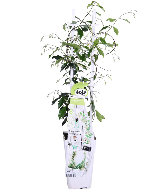 Trachelospermum 'Star of Venice' - Toscaanse Jasmijn Wit - Ø15cm - ↕65cm