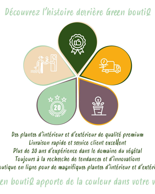 Bloembollen - Freesia Double Mix - Diversen Kleuren - 40 stuks - Bolmaat 5/6 - XXL Pack