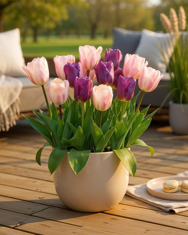 Bloembollen - Tulp Macron mix - Diversen Kleuren - 12 stuks - Bolmaat 11/12 - XXL Pack