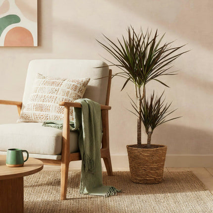 Dracaena Magenta - Drakenbloedboom + cesta - Maceta 21cm - Altura 90-100cm