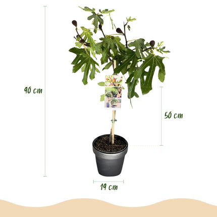 Ficus carica Little Miss Figgy – Terrassenpflanze – sommergrün – winterhart – grüne Frucht – Topf 19cm Höhe 90cm