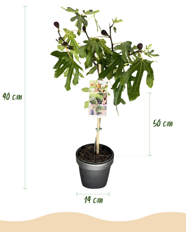 Ficus carica Little Miss Figgy – Terrassenpflanze – sommergrün – winterhart – grüne Frucht – Topf 19cm Höhe 90cm