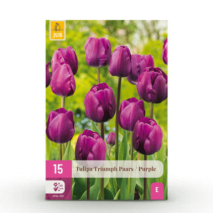 Bloembollen - Tulp Triumph Purple - Kleur Paars - 15 stuks - Bolmaat 11/12 - XXL Pack