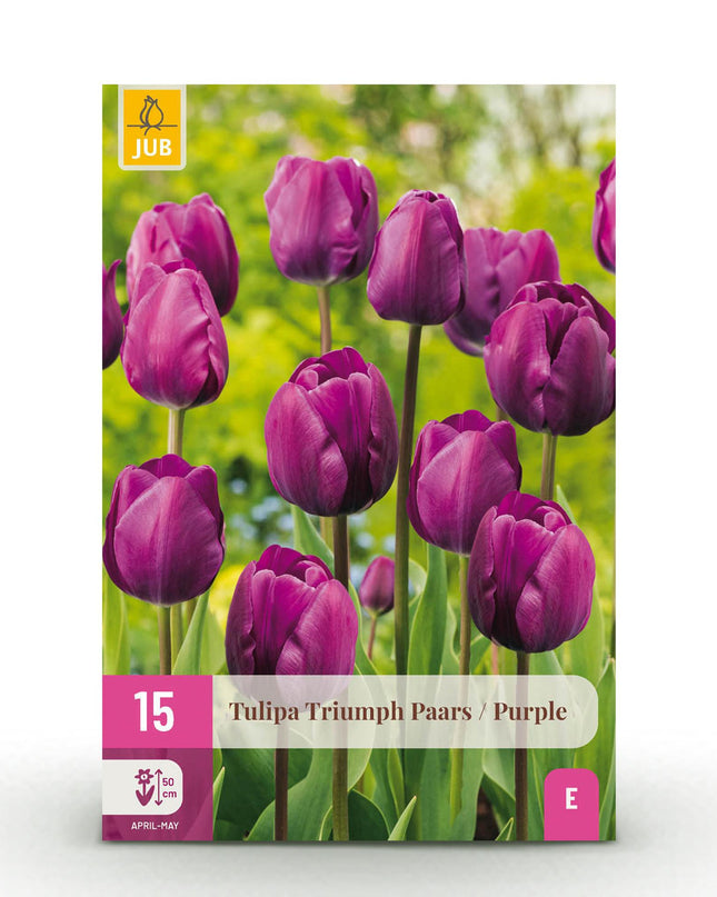 Bloembollen - Tulp Triumph Purple - Kleur Paars - 15 stuks - Bolmaat 11/12 - XXL Pack