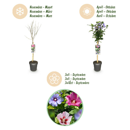Hibiscus syriacus Tricolour  - Terras Plant - Bladverliezend - Winterhard - Witte, Roze, Paarse Bloem - Pot 19cm Hoogte 90cm