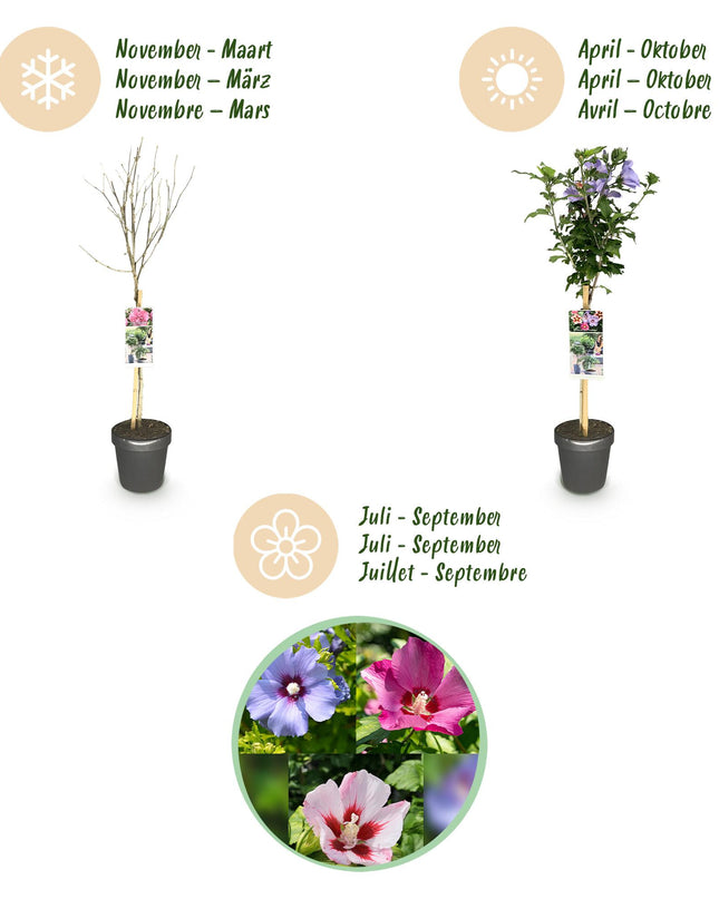 Hibiscus syriacus Tricolour  - Terras Plant - Bladverliezend - Winterhard - Witte, Roze, Paarse Bloem - Pot 19cm Hoogte 90cm