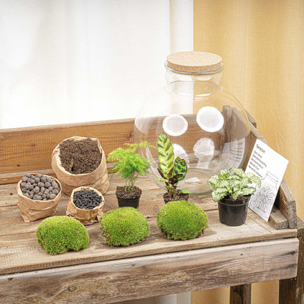 DIY Planten terrarium (met verlichting) - Bolder Bob - Ø 31 cm ↕ 30 cm - No tools