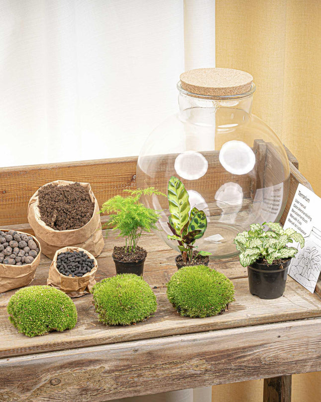 DIY Planten terrarium (met verlichting) - Bolder Bob - Ø 31 cm ↕ 30 cm - No tools
