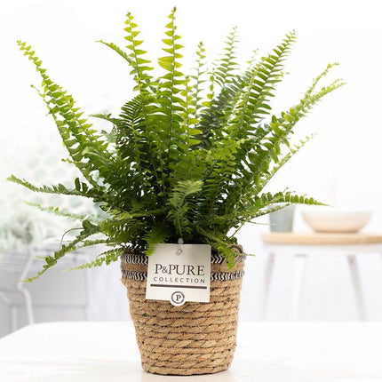 Nephrolepis Green Lady incl. P&PURE Basket - Ø12cm - ↕35cm