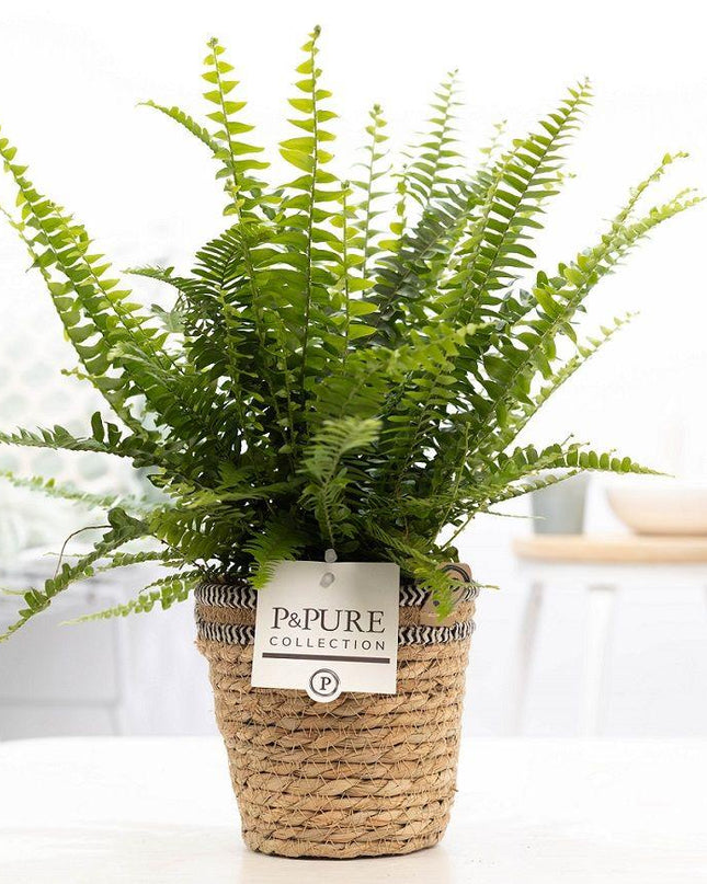 Nephrolepis Green Lady incl. P&PURE Basket - Ø12cm - ↕35cm