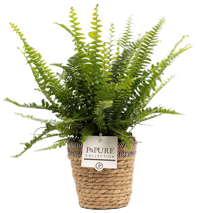 Nephrolepis Green Lady incl. P&PURE Basket - Ø12cm - ↕35cm