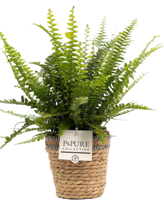 Nephrolepis Green Lady incl. P&PURE Basket - Ø12cm - ↕35cm