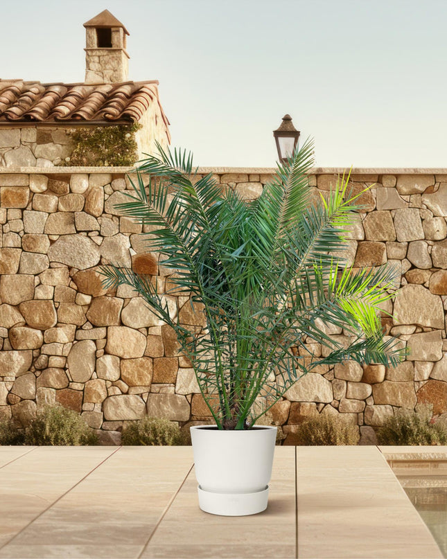 Phoenix Canariensis - 300cm - ø50