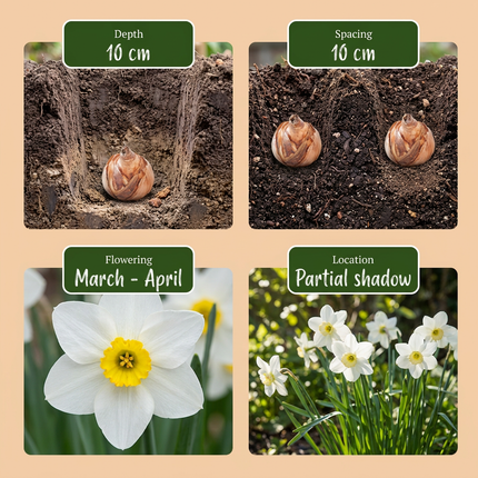 240x Bol Natte Tuin - Bol Natte Tuin - Diversen - Zomerbloeier - Bolmaat 10/12