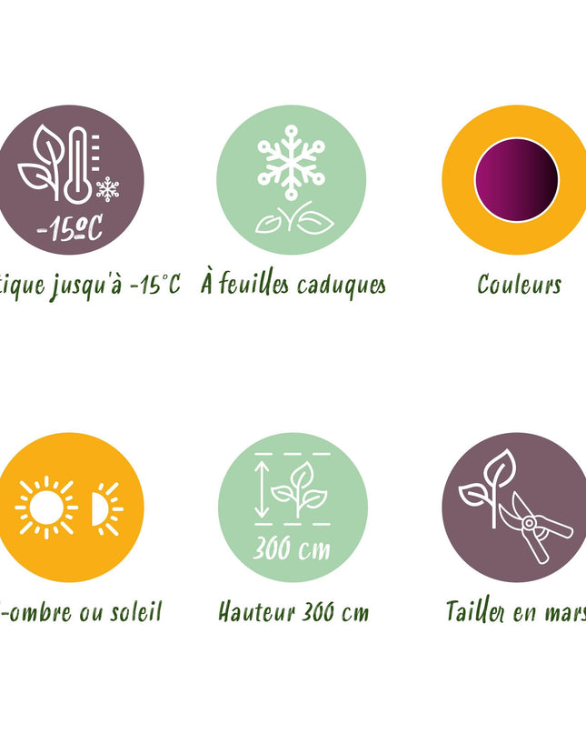 Acero giapponese - Acer palmatum Trompenburg - Viola scuro - 2 pezzi - Vaso 19cm - Altezza 70cm