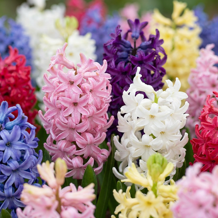80x Hyacinthus mix - Mezcla de jacintos - Varios - Planta de floración primaveral - Tamaño del bulbo 14/15